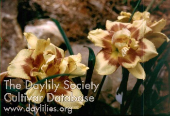 Dizzy AHS image