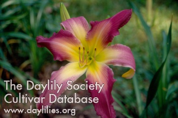 Orchid Majesty AHS image