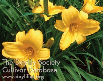 Yellow Tail AHS image