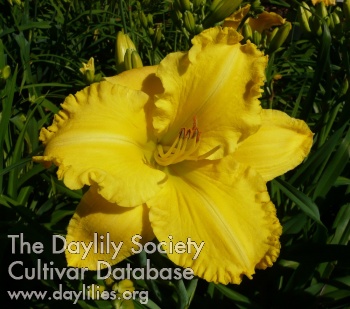 Lemon Electra AHS image