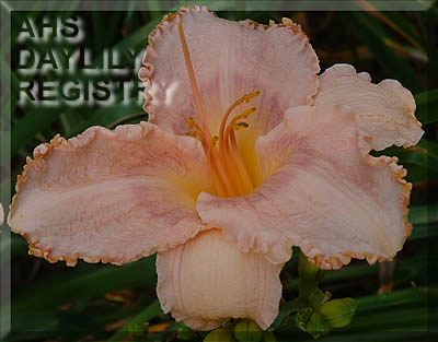 Gloucester Petticoat AHS image