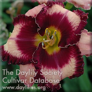 Black Cherry Blues AHS image