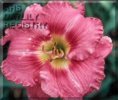 Morning for Flamingos AHS image