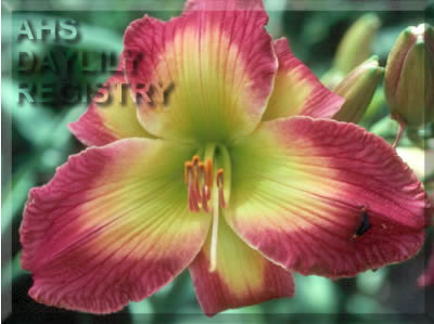 Electric Mist AHS image