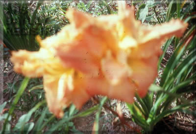 Spontaneous Combustion AHS image