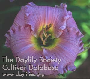 Lavender Dusk AHS image