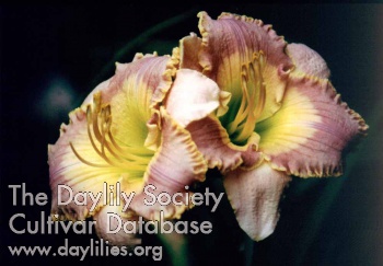 Bubba's Little Miracle AHS image