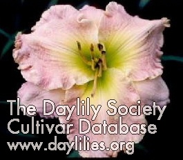 Caledonian Beauty AHS image