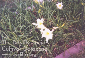 Devanna AHS image