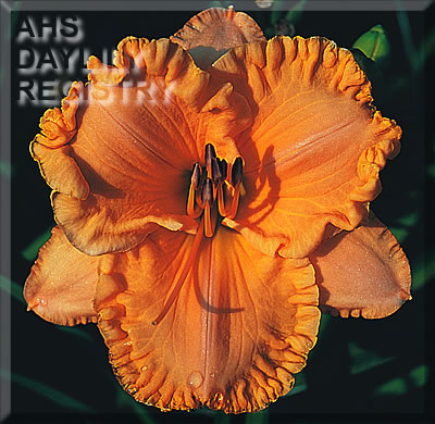 Drums of Autumn AHS image