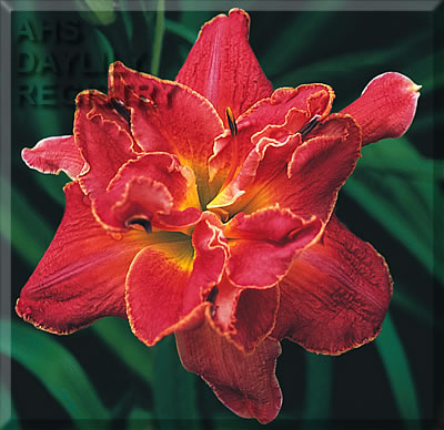Bella Lisa AHS image