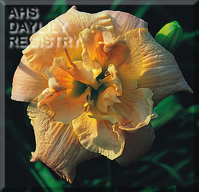 Angelic Spring AHS image