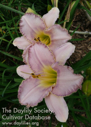 Orchid Charm
