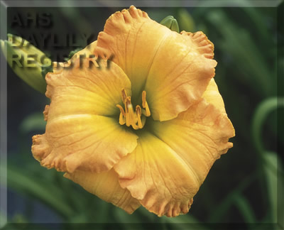 Bombay Bliss AHS image