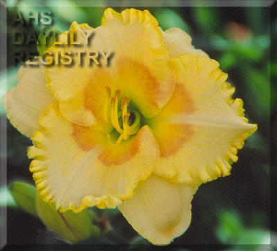 Cashmere Seduction AHS image