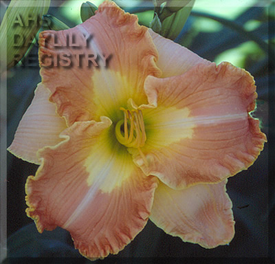 Safe Island AHS image