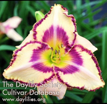 Something Bold AHS image