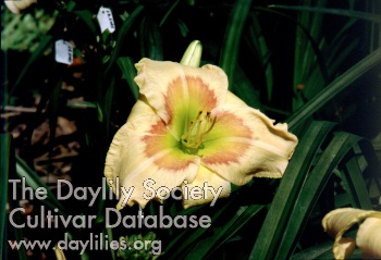Daphne Tremmel AHS image