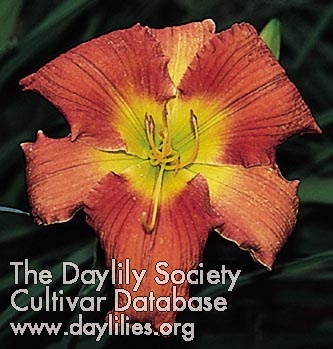 Jason's Flower AHS image