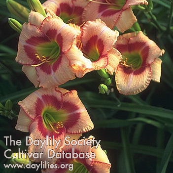 Latin Satin AHS image