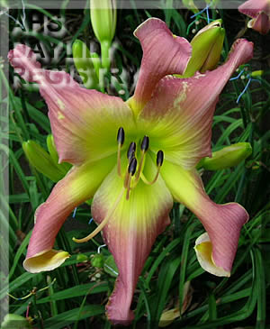 Wigglesworth AHS image