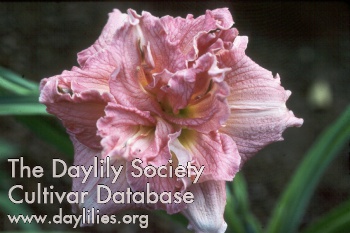 Siloam Double Duty AHS image