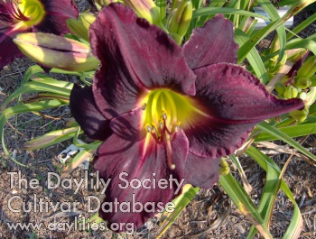 Daring Darlene AHS image
