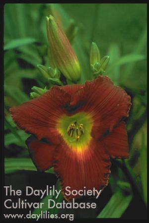 Topguns Thelma Rowe AHS image