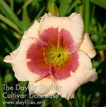 Dollop AHS image