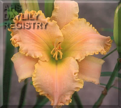 Sunshine Fresh AHS image
