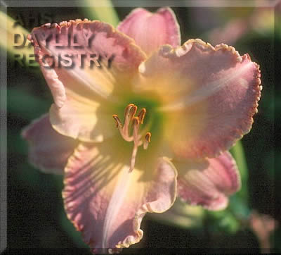 Orchid Tinsel AHS image
