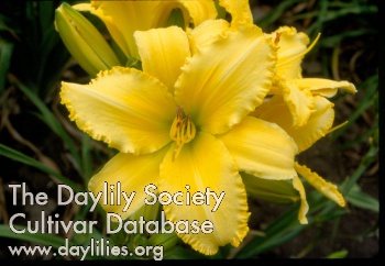 Yellow Heart Throb AHS image