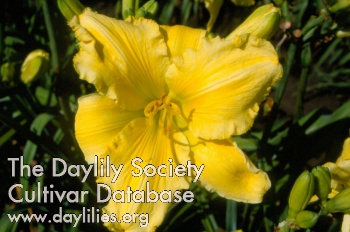 Yellow Hunk AHS image