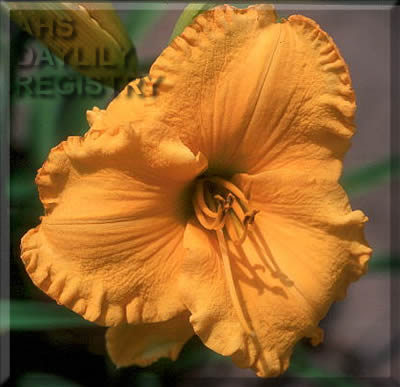 Solomon's Gold AHS image