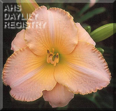 Peach Turtledove AHS image