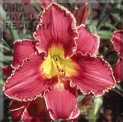 Royal Lace Sampler AHS image