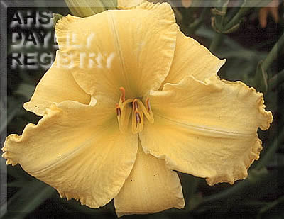 Embraceable Yellow AHS image