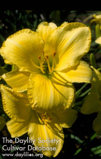 Lemon Zip AHS image