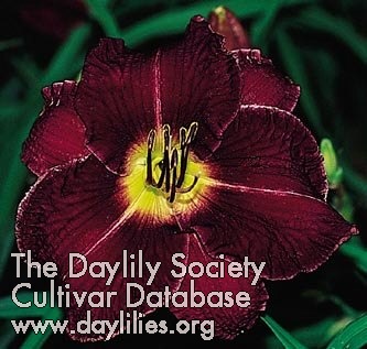 Marietta Delight AHS image