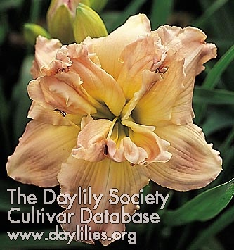 Clemson Supreme AHS image