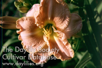 Sagamore Rosalinda AHS image