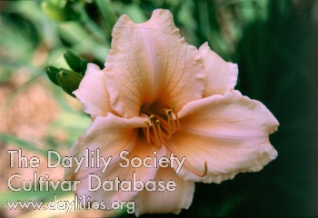 Sagamore Kathy Enright AHS image