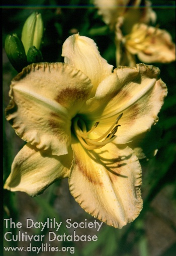 Sagamore Norm AHS image