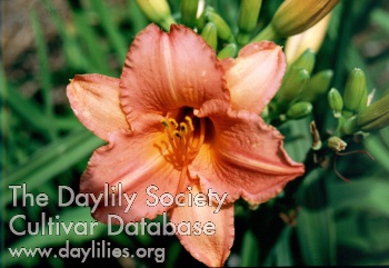 Sagamore David Almy AHS image