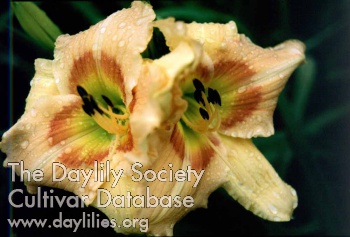 Sagamore Vivienne Gratton AHS image
