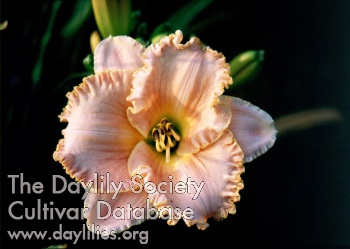 Sagamore Beth Duryea AHS image