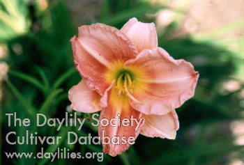Sagamore Fleur De Lee AHS image