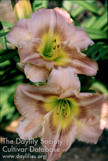 Sagamore Helen M Woodman AHS image