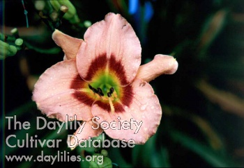 Sagamore Ann Hardy AHS image