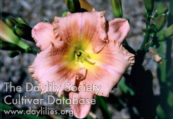 Sagamore Charlie Hardy AHS image